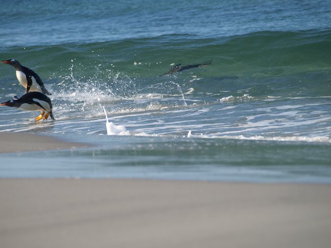 ../../Pictures/241209/129 flying penguins.JPG